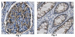MilliporeSigma Mouse anti-CD2AP, Clone: 2A2.1, 100&mu;g:Antibodies, Monoclonal